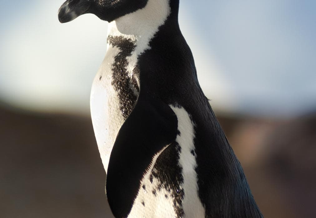 The Grosvenor Guest House