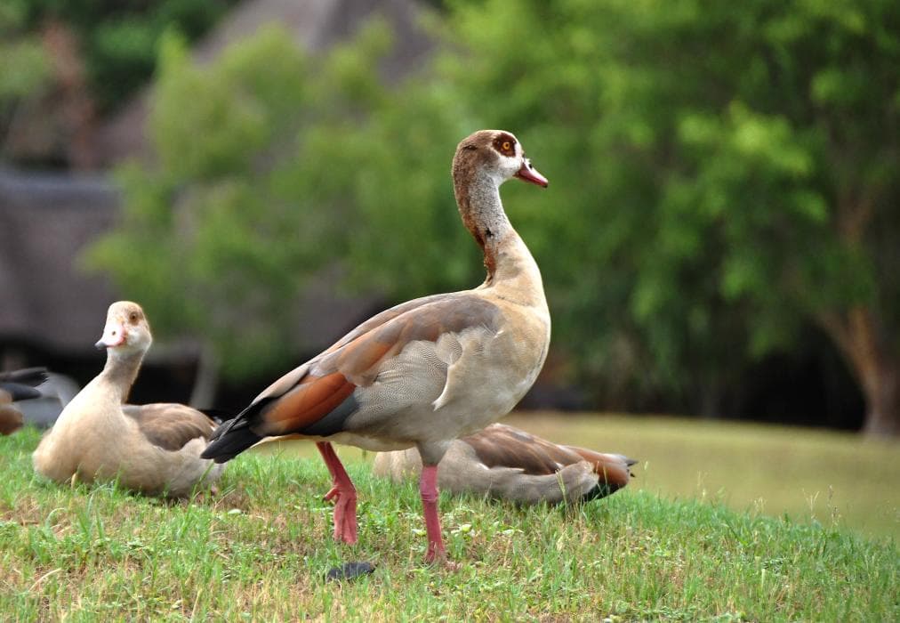 Kruger Park Lodge Unit No. 223
