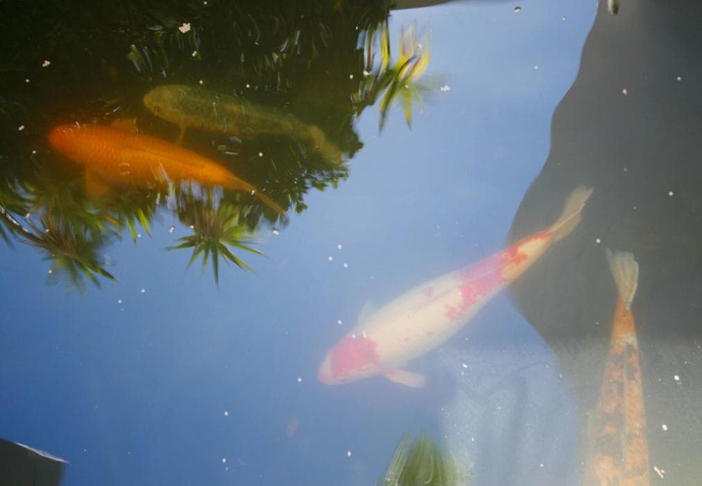 Lions View- 5 Bedroom Mainhouse