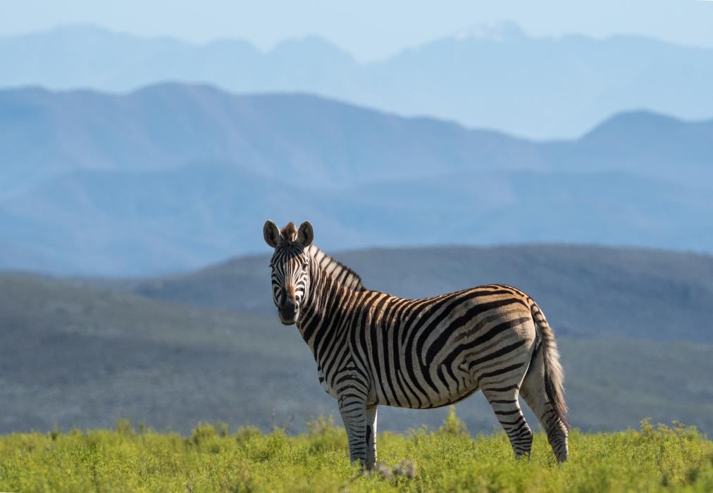 Melozhori Private Game Reserve Cottage