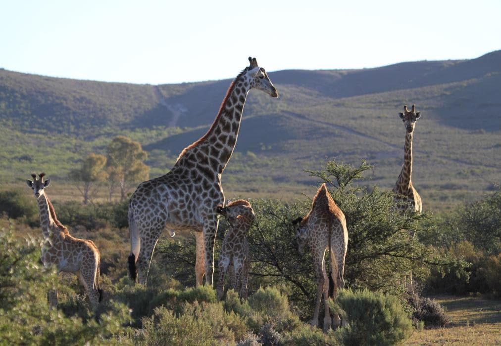 Melozhori Private Game Reserve Cottage