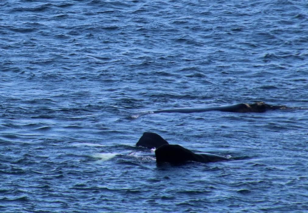 Fisherman's Watch Cottage