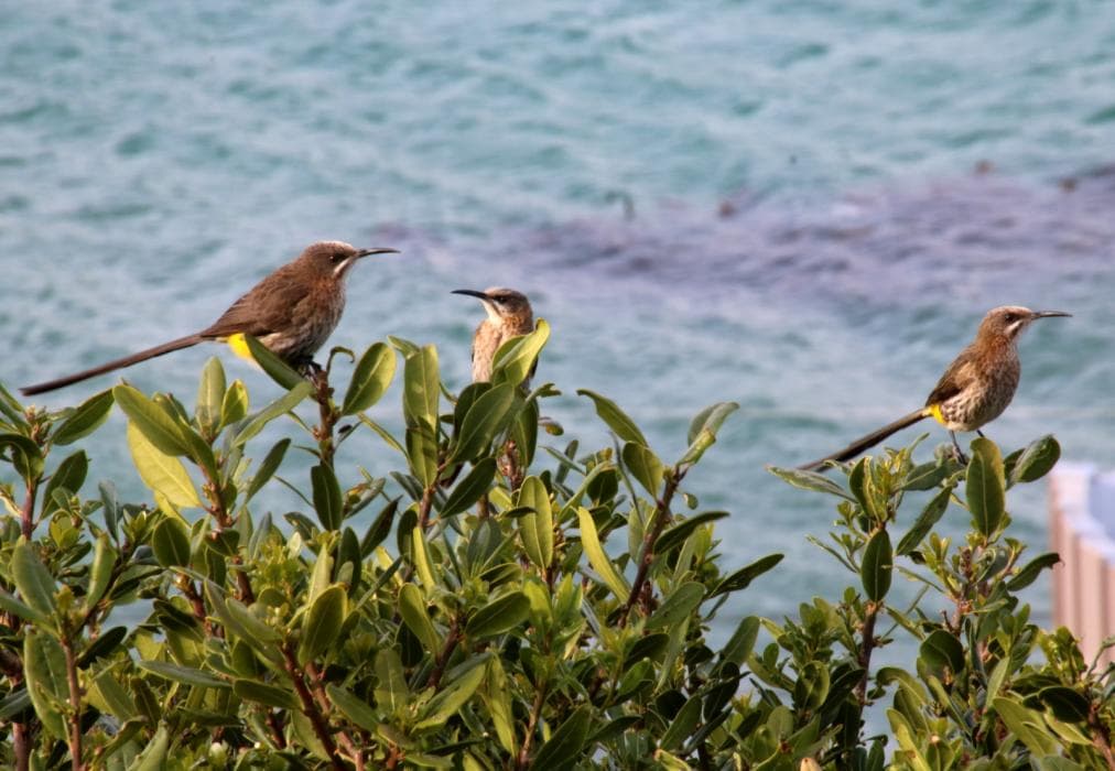Fisherman's Watch Cottage