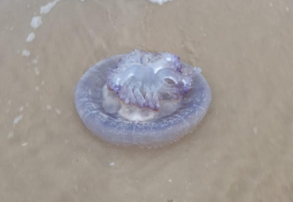 The Sparrow's Nest Beach Cottage