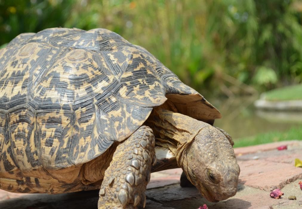 Sauvignon Country Lodge