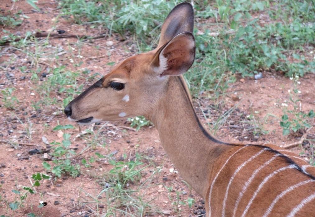Vaal River Bush Lodge