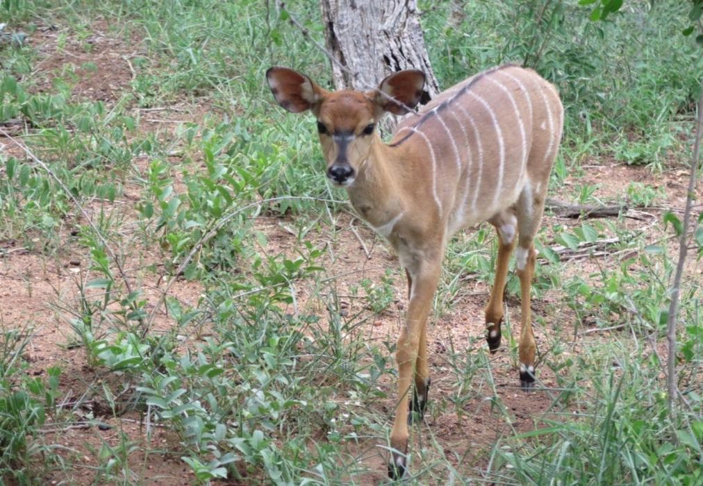 Vaal River Bush Lodge