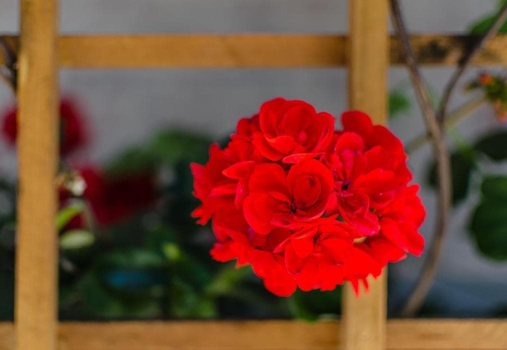 Red Bishop 1 Luxury apartment