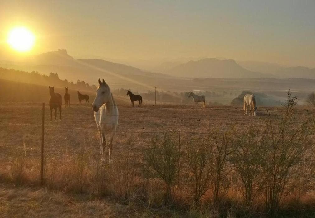 Dragons Landing Guest Farm