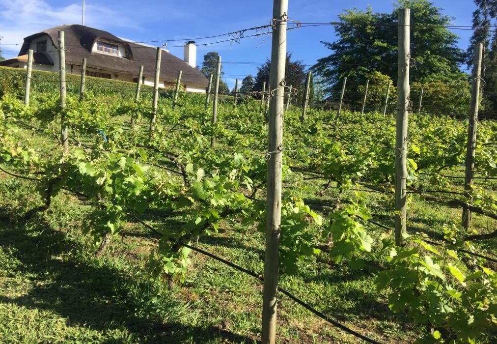 Windrush on Hogsback