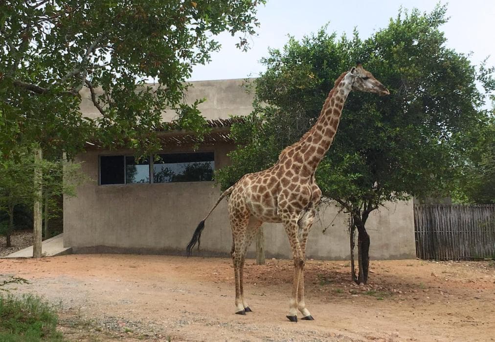 Nextdoor Kruger Lodge