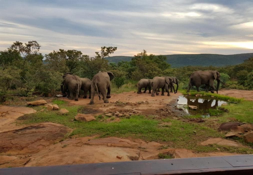 Tholo Private Game Lodge