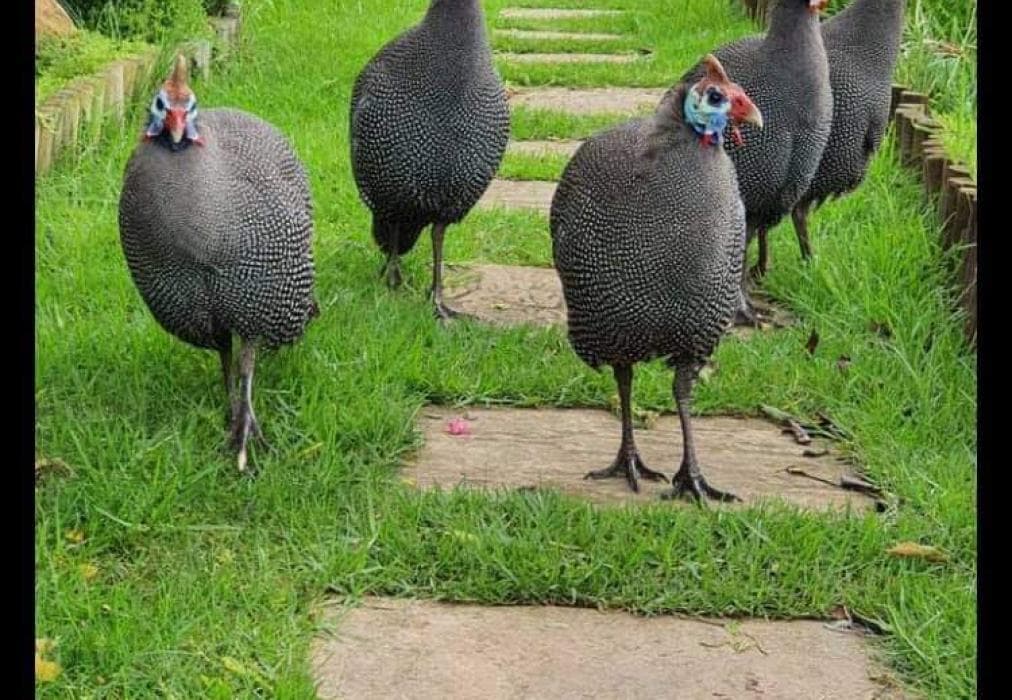 Mount Castleton Unit 66D