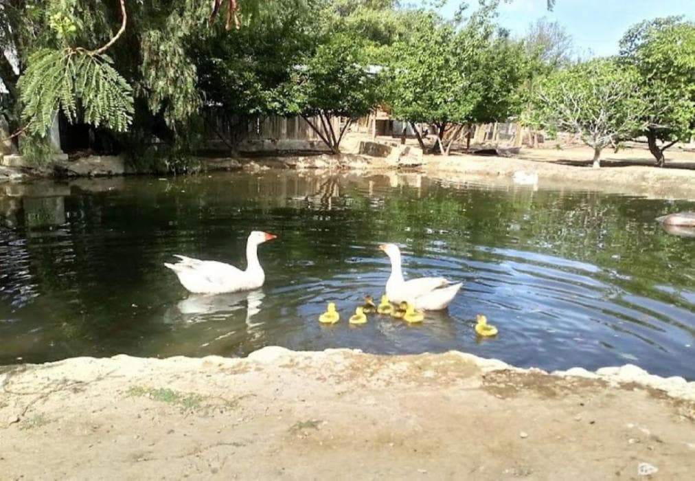 Brakdakkie Cottage 3