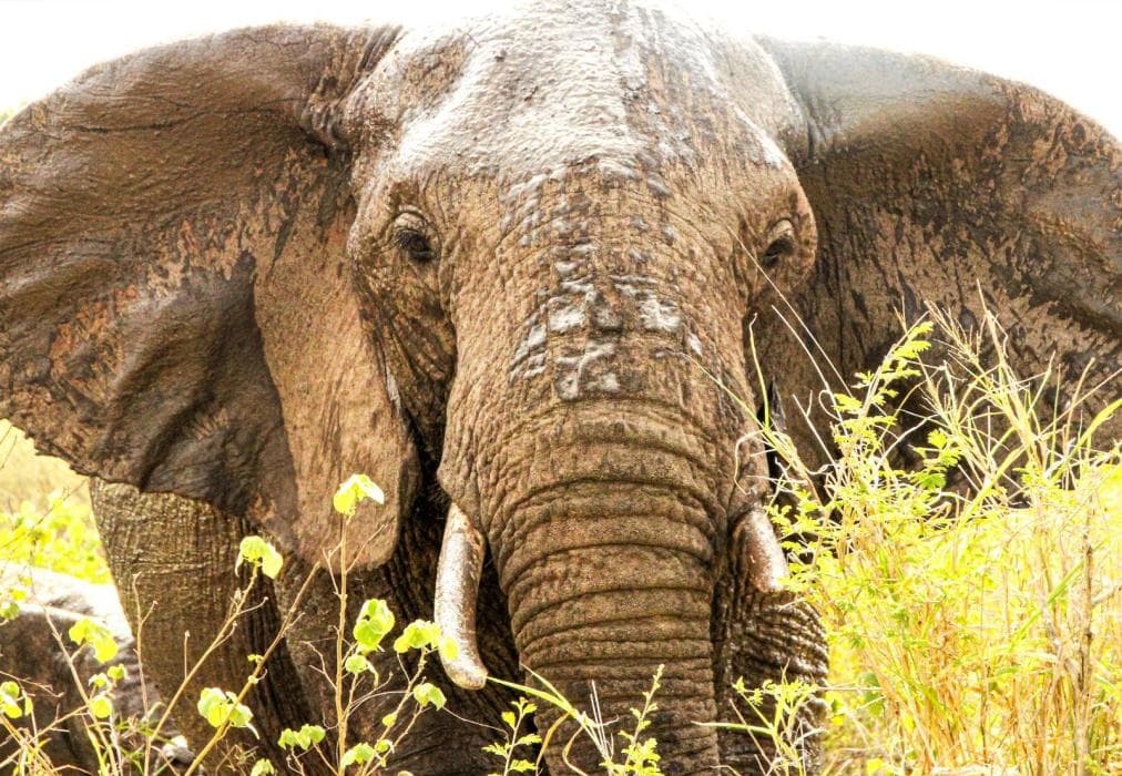 Kruger Lodge Mjejane