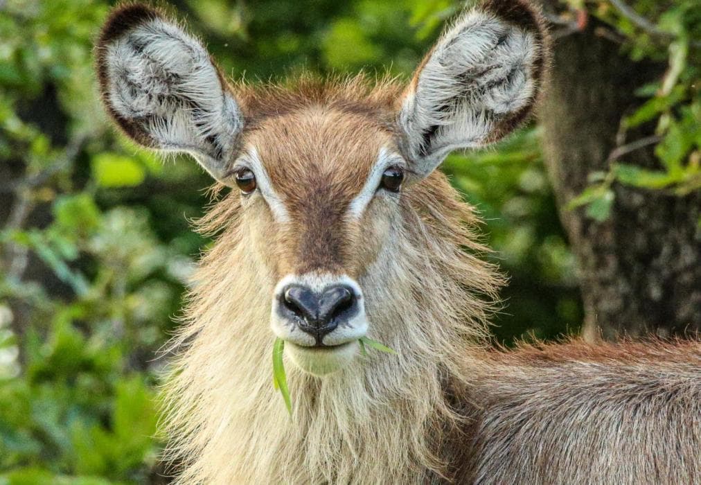 Kruger Lodge Mjejane