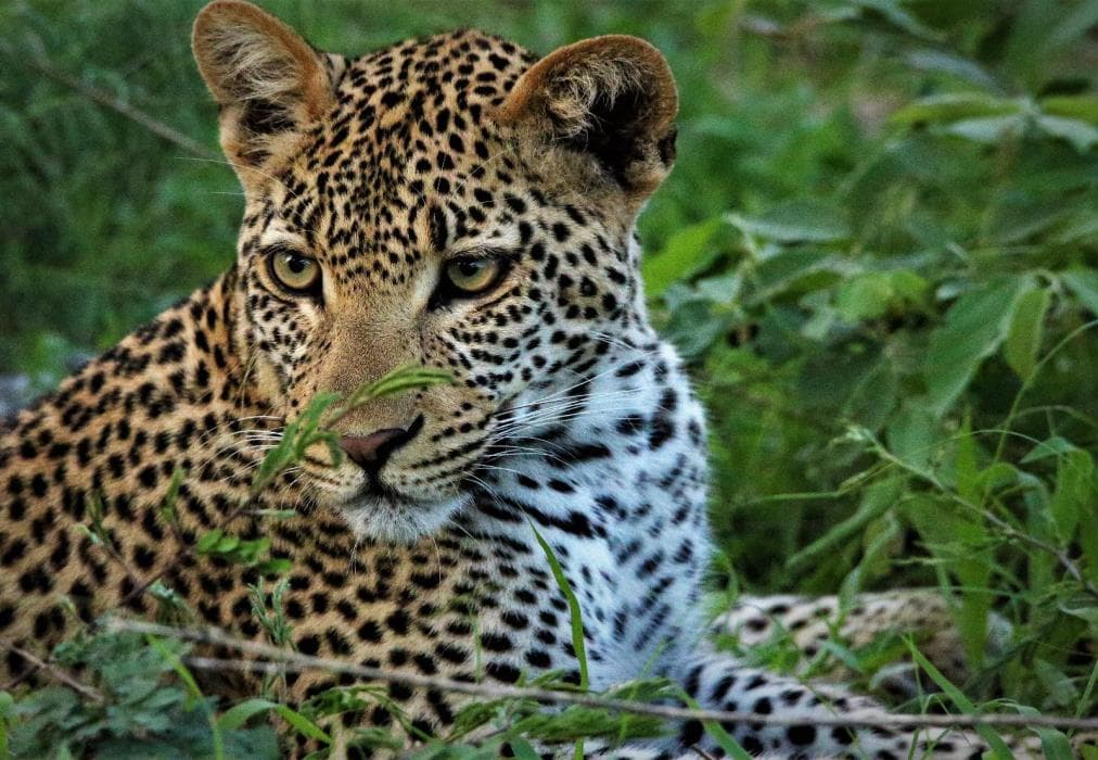 Kruger Lodge Mjejane