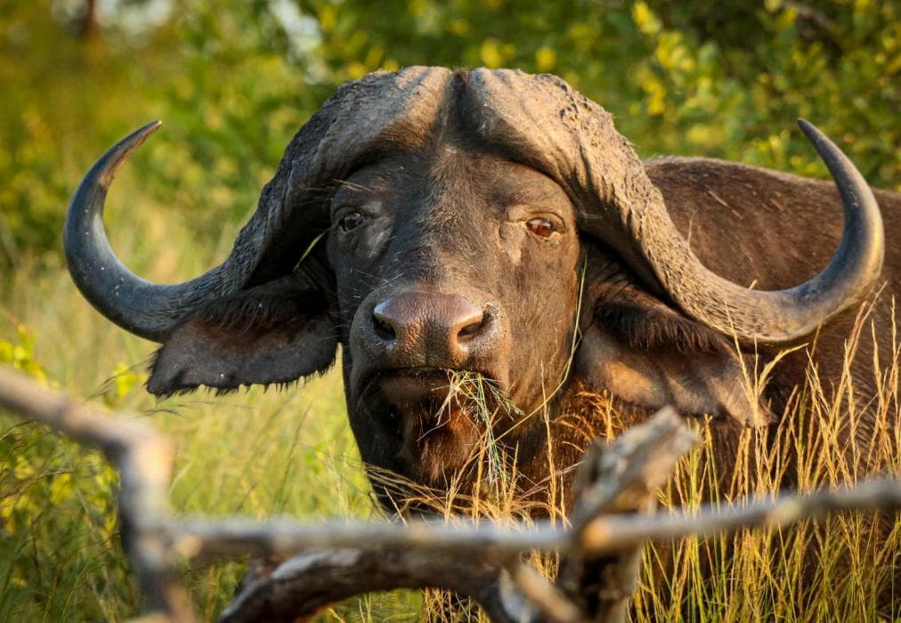 Kruger Lodge Mjejane