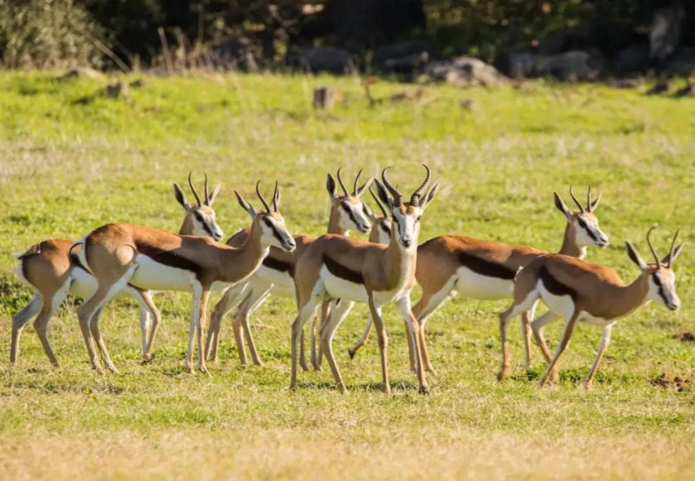 Tulbagh Mountain Cabin