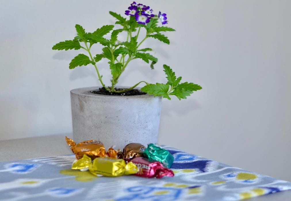 Calamari Self Catering