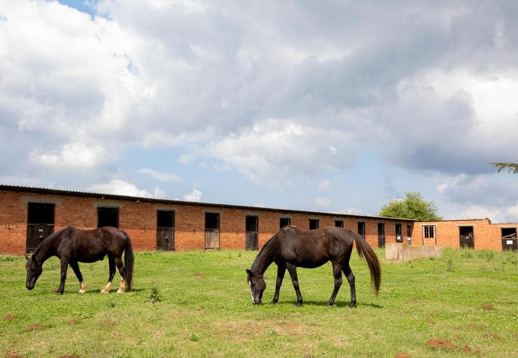 Springvale Farm - Sunflower Cottage