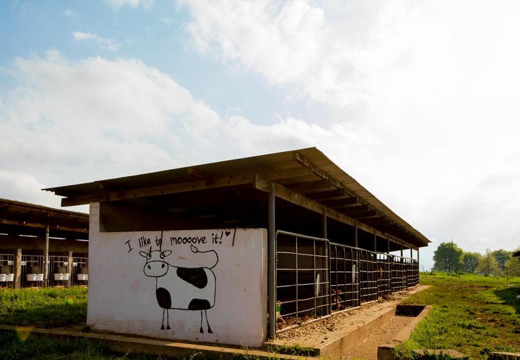 Springvale Farm - Sunflower Cottage