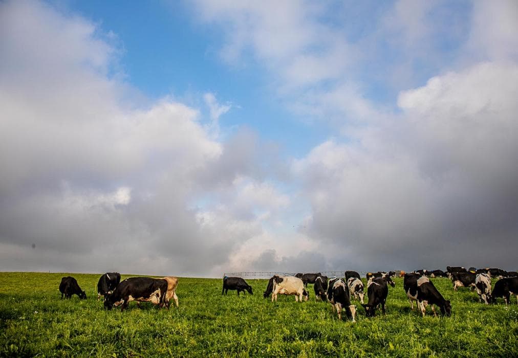 Springvale Farm - Sunflower Cottage