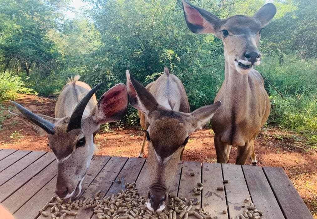 The Hedge @ Marloth Park House