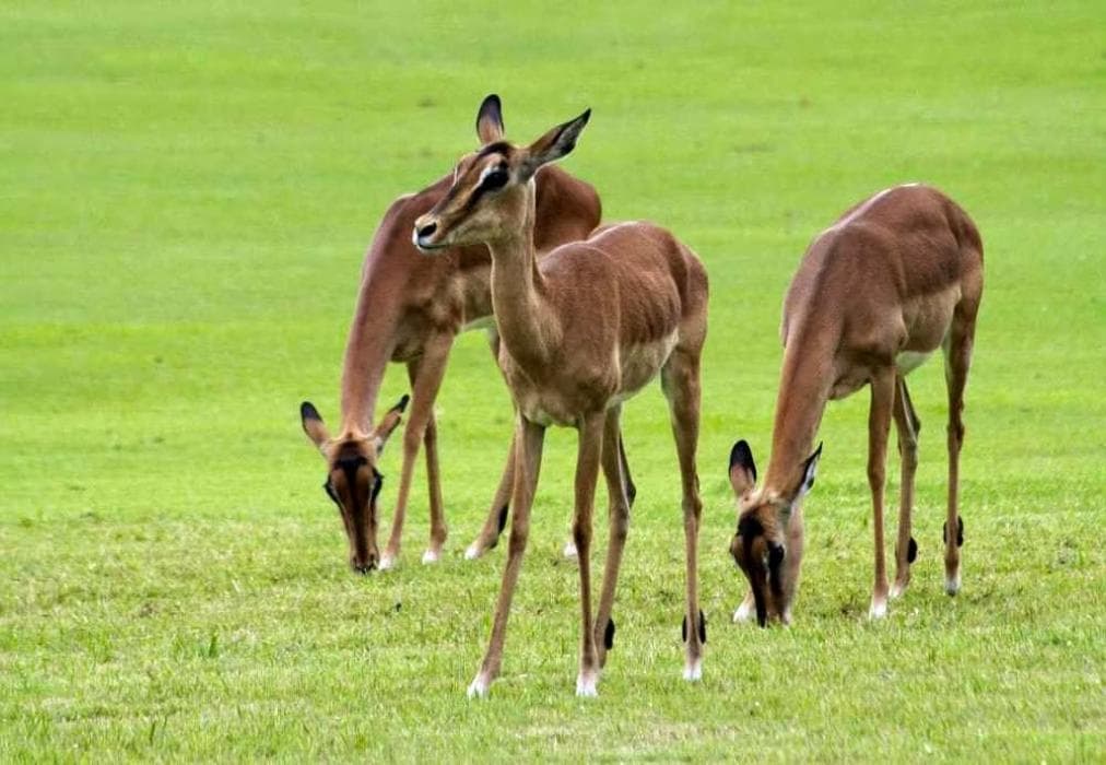 Kruger Park Lodge ITR01