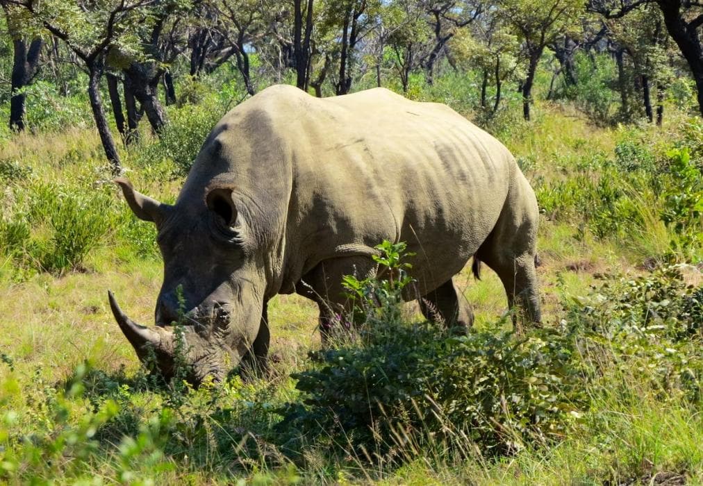 Iwa Imfene Game Lodge IMW2