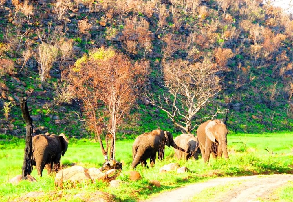 Iwa Imfene Game Lodge IMW2