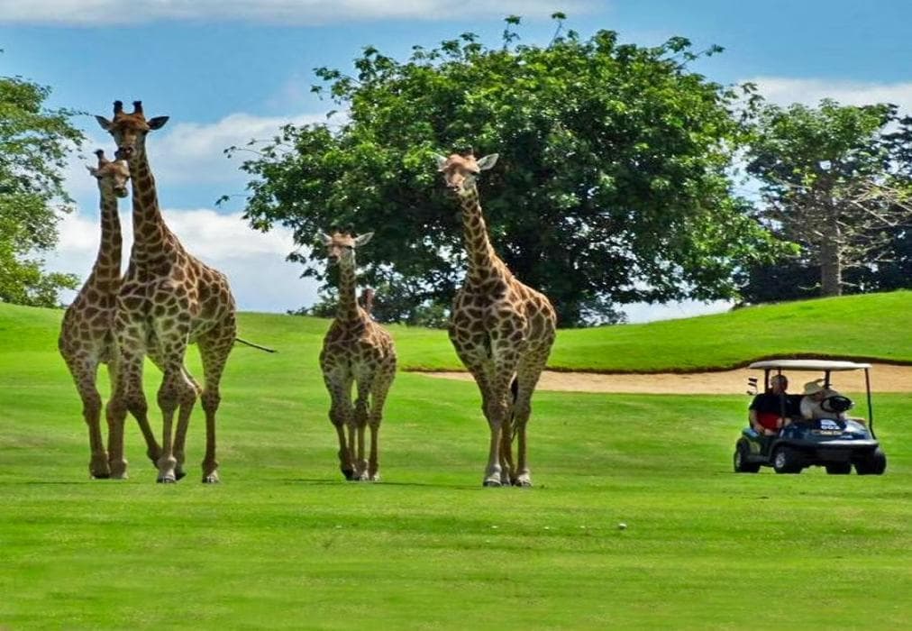 Zebula Ndlovu Cottage IV3