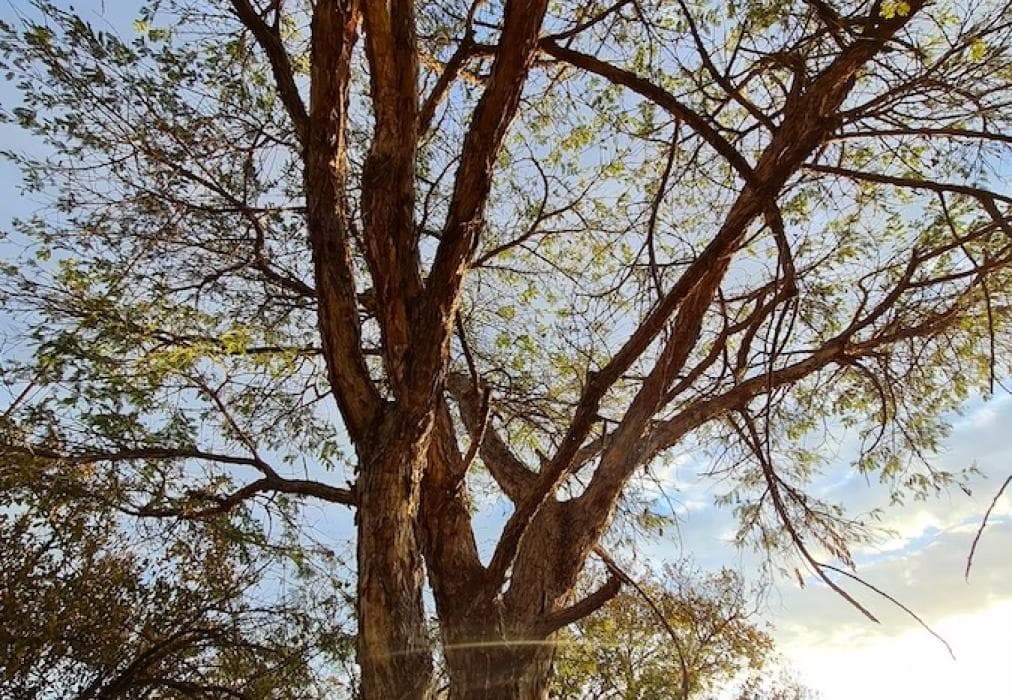 Pumba's Place Zebula 6 Bedroom House