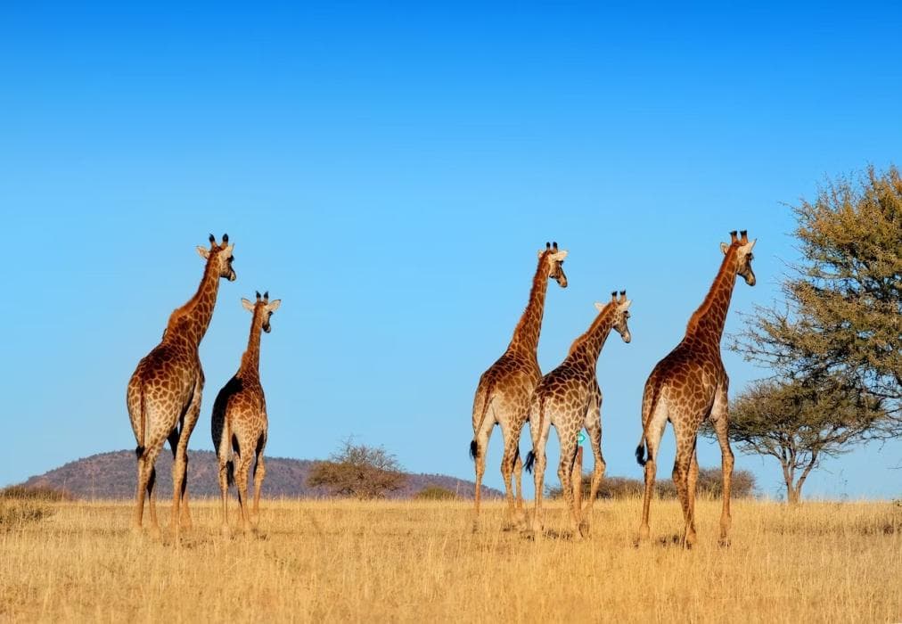 Pumba's Place Zebula 6 Bedroom House