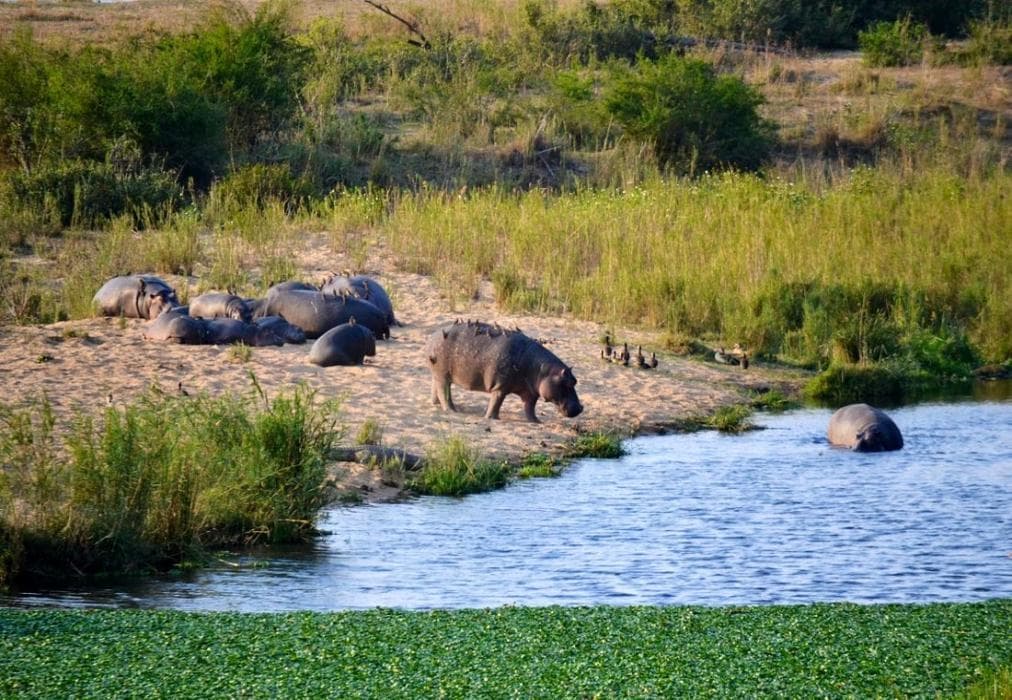 Hippo Hills, Ngwenya Lodge