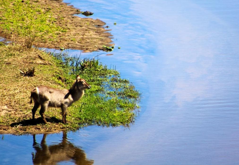 Hippo Hills, Ngwenya Lodge