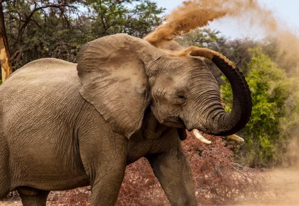 Hippo Hills, Ngwenya Lodge