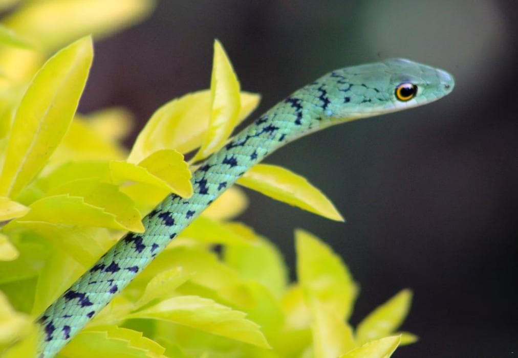 Hippo Hills, Ngwenya Lodge
