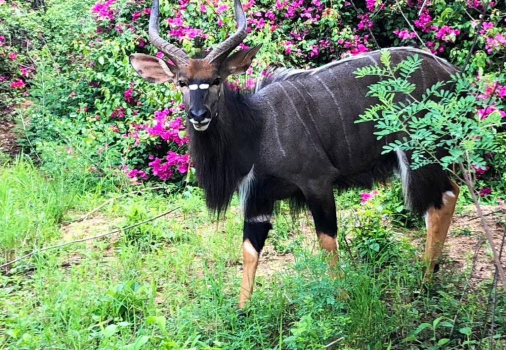 Zazu Lodge, Kruger Park Lodge IKZ2