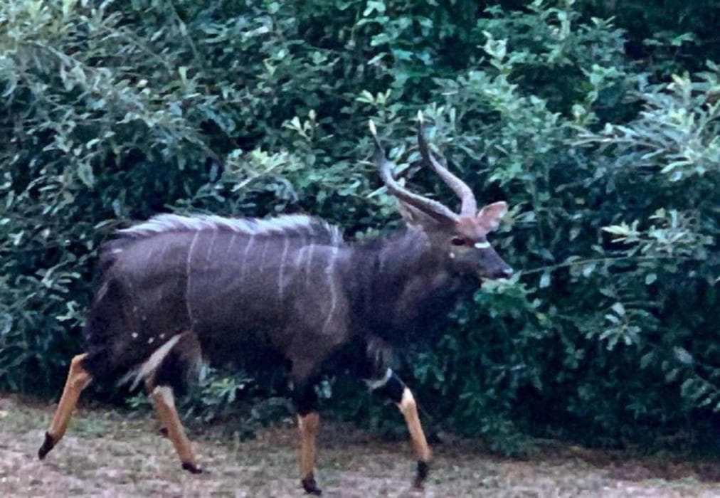 Sodwana Bay Lodge - House 31