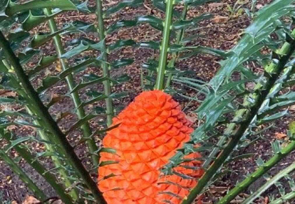 Sodwana Bay Lodge - House 31