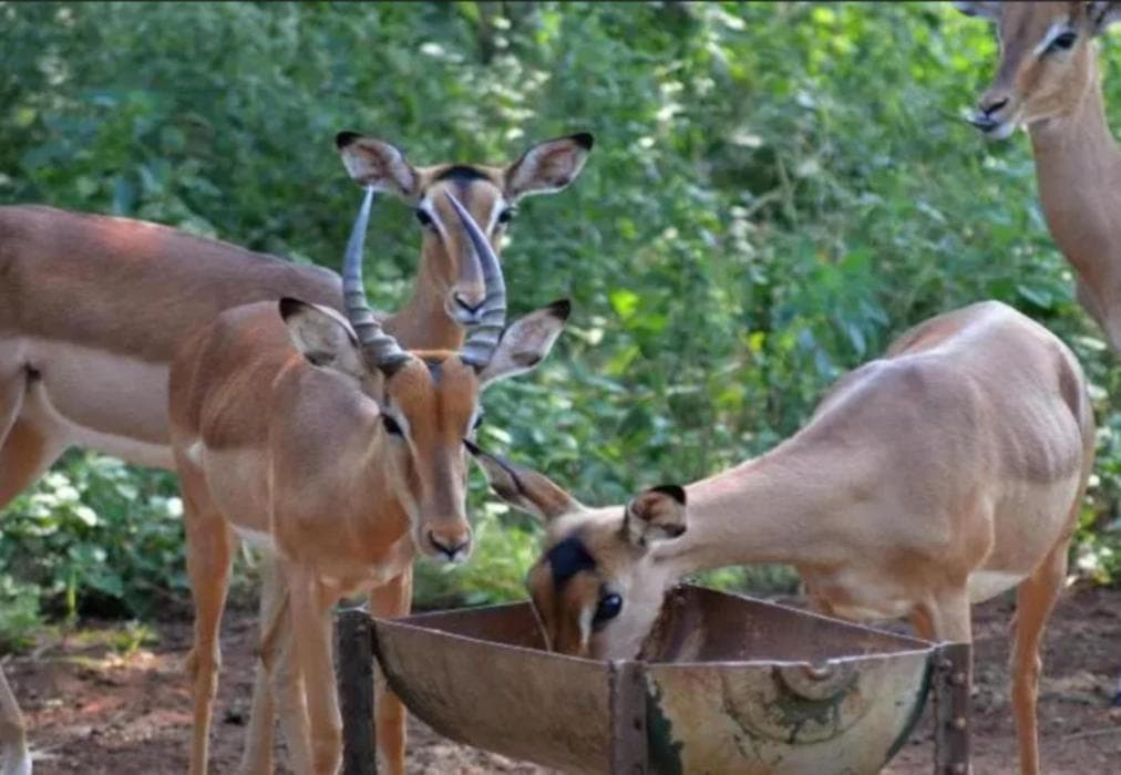 Nyala Luxury Safari Tents