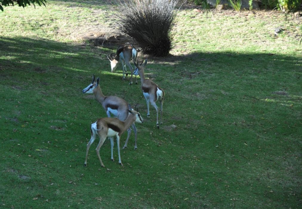 Houtkapperspoort Mountain Cottages