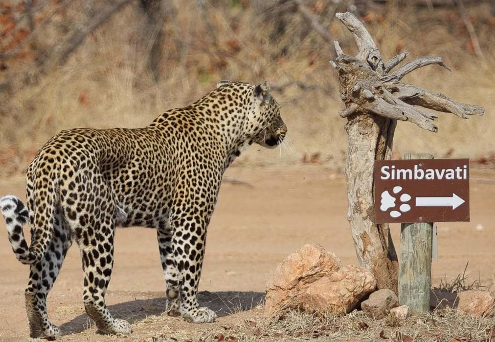 Simbavati River Sands