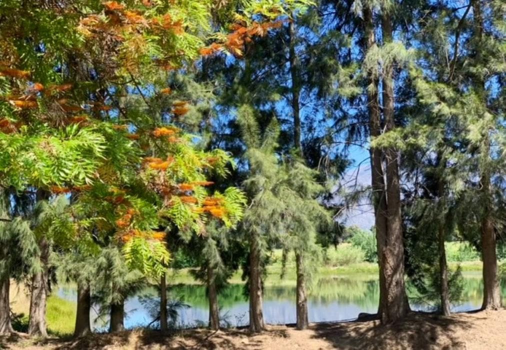 L'Bloom Family House