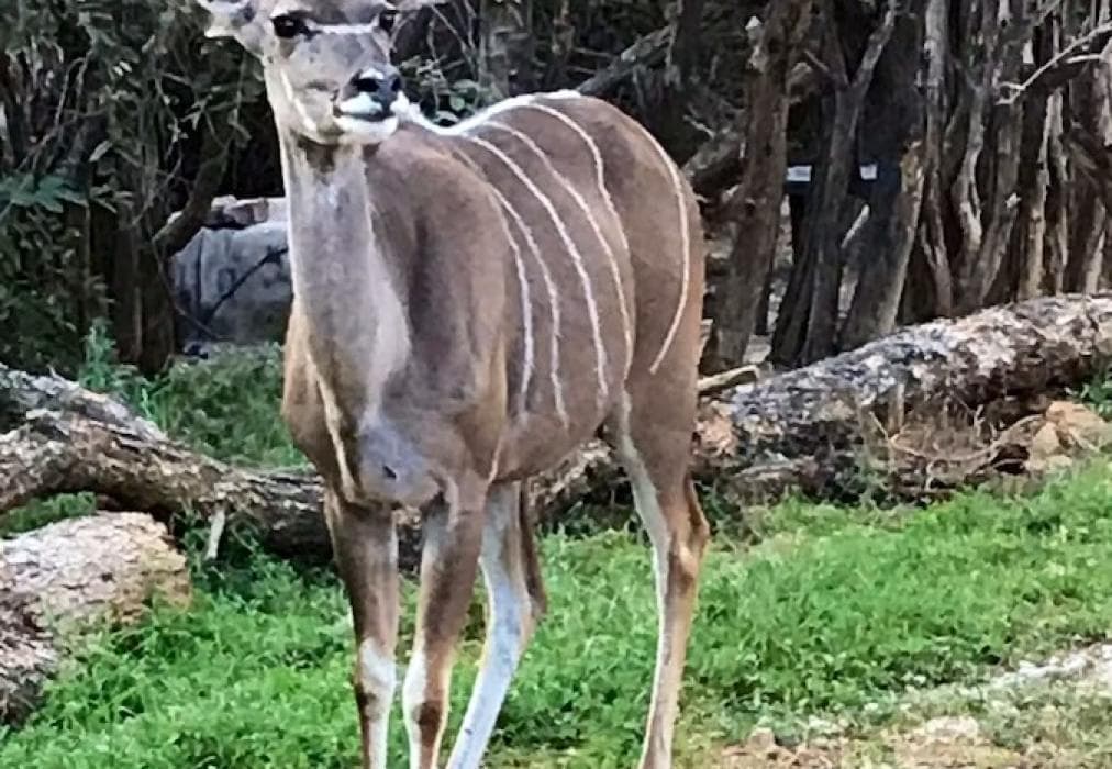 Mabalingwe Elephant Lodge 267-8