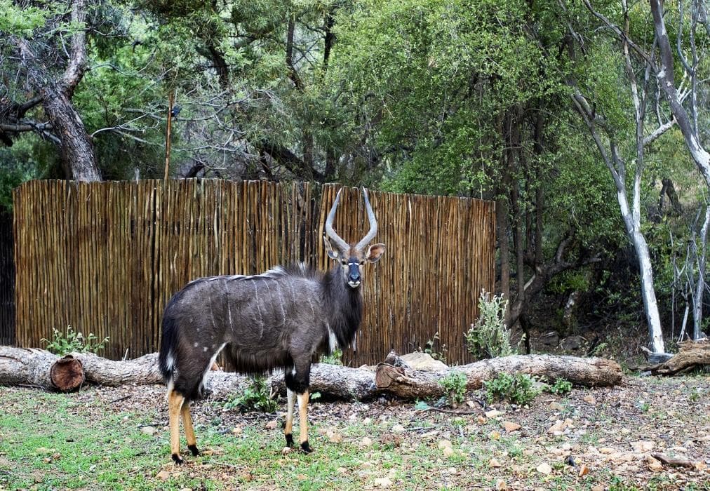 Mabalingwe Elephant Lodge 267-8