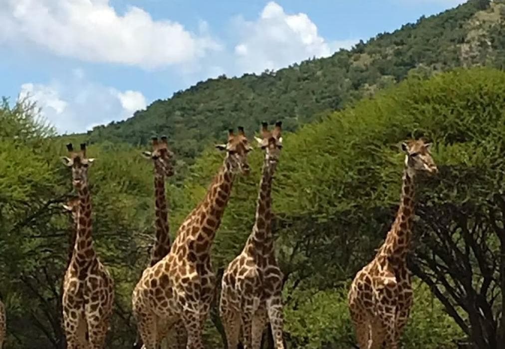 Mabalingwe Elephant Lodge 267-8