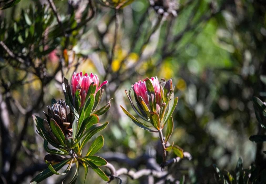 Pezula Ocean Breeze Retreat F7