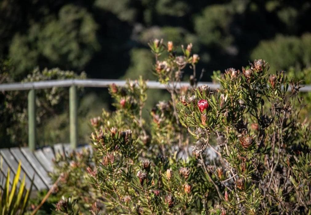 Pezula Ocean Breeze Retreat F7